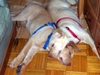 Puppies and Florida Trip 2006 114.jpg
